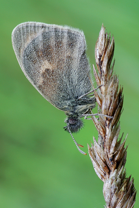 Da determinare - Coenonympha pamphilus